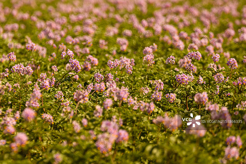 盛开的马铃薯植株田野图片素材