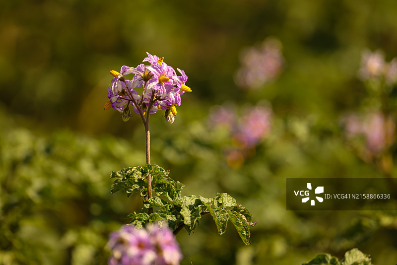 开花的马铃薯植物图片素材