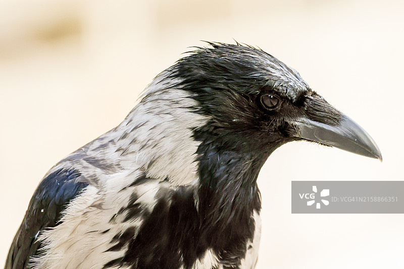 戴头巾的乌鸦特写图片素材