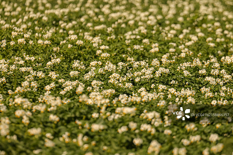 盛开的马铃薯田图片素材