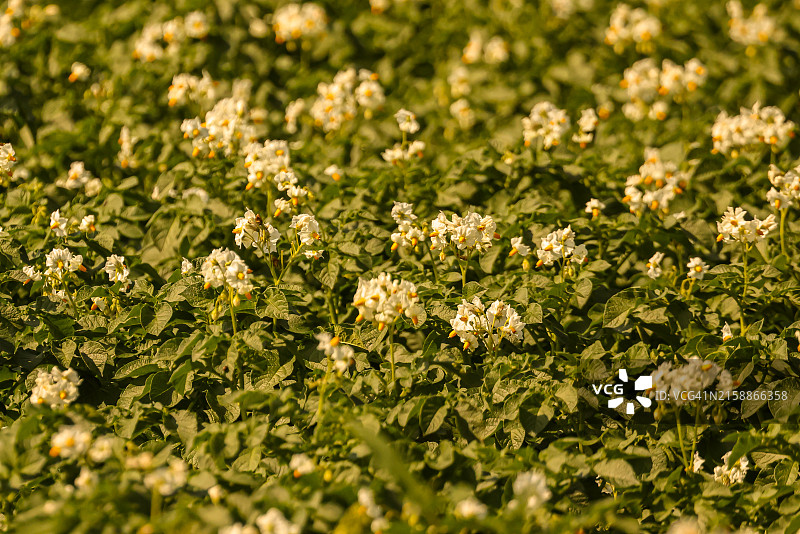 马铃薯开花植物的特写图片素材