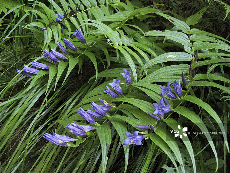 龙胆花盛开于卡诺比纳山谷，联合国教科文组织提契诺-瓦尔格兰德-韦尔巴诺生物圈保护区图片素材