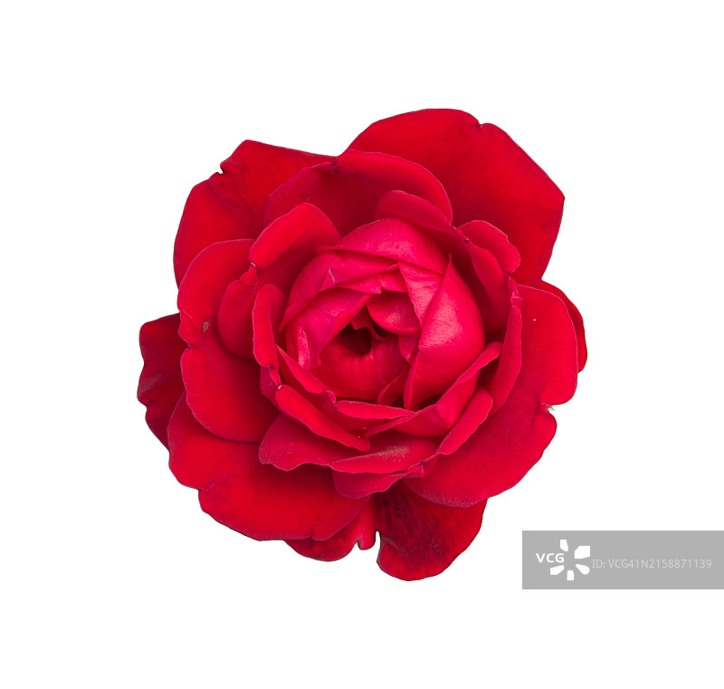 白色背景上的红色玫瑰花图片素材