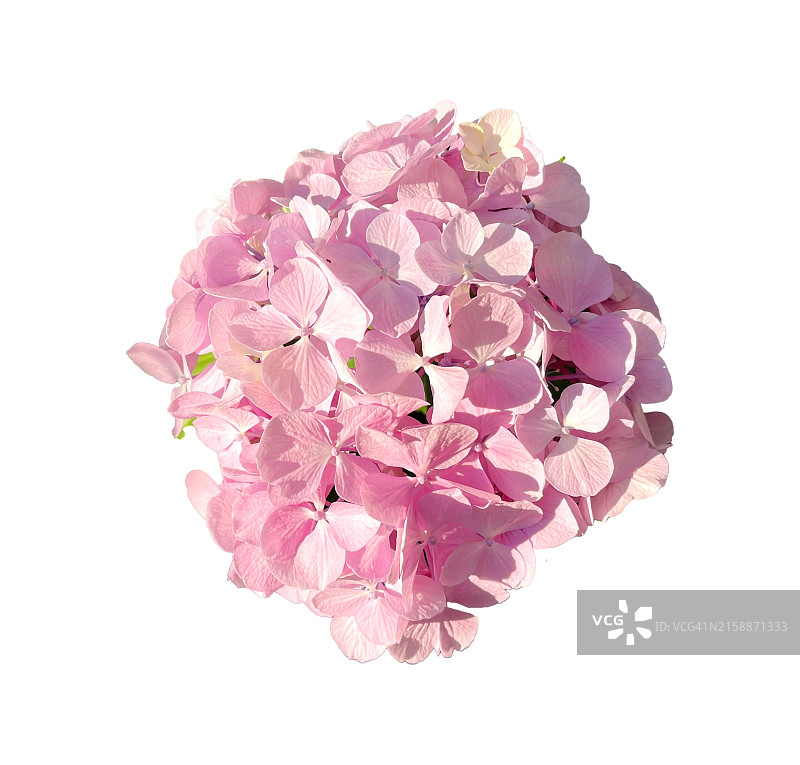 白色背景上的大叶绣球图片素材