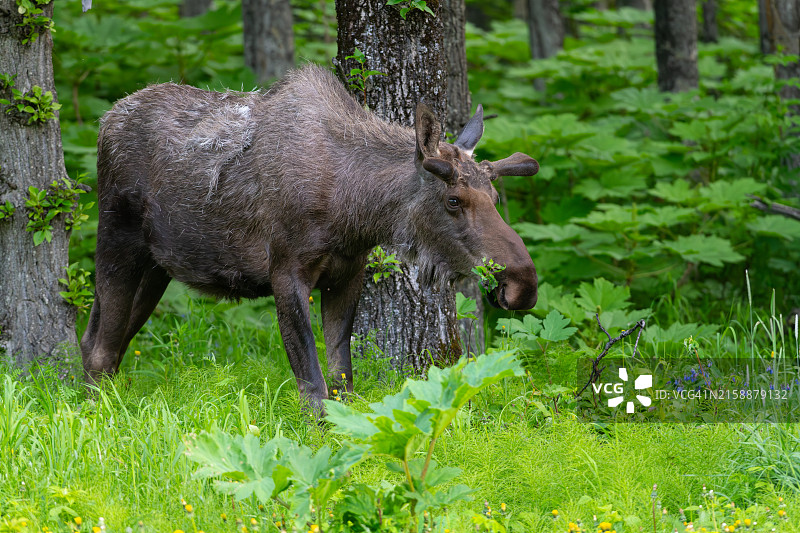 阿拉斯加州安克雷奇金凯德公园的年轻驼鹿图片素材