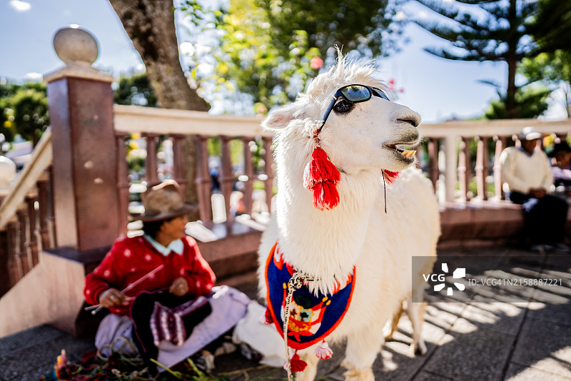 在秘鲁瓦拉斯戴太阳镜的羊驼图片素材