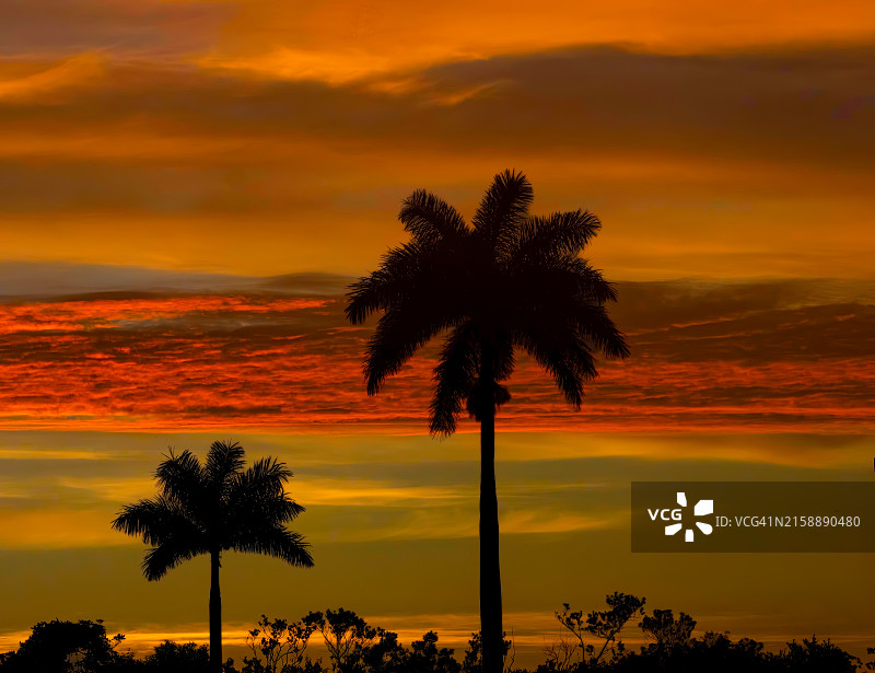 棕榈树剪影图片素材