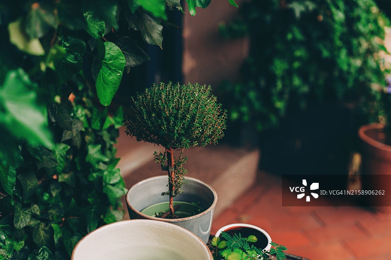 花店里的盆栽百里香树图片素材