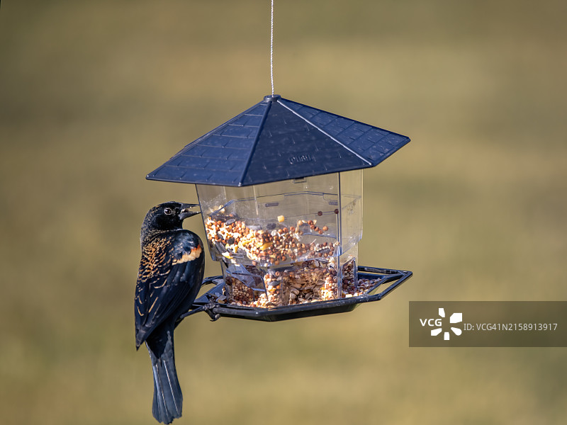 鸟食台上的乌鸫图片素材