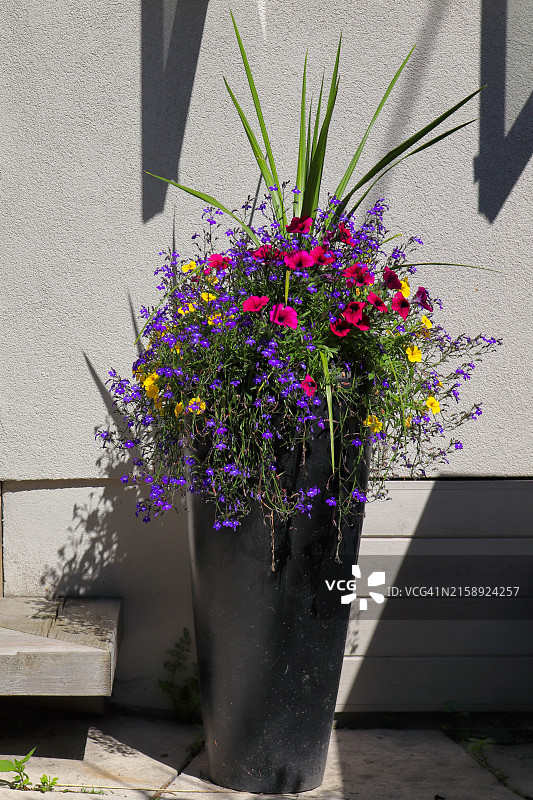 引人注目的夏日花园图片素材