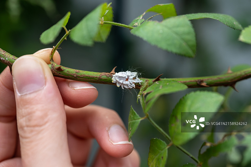 玫瑰树枝上的粉蚧：粉蚧是以多种植物为食的吸汁昆虫图片素材