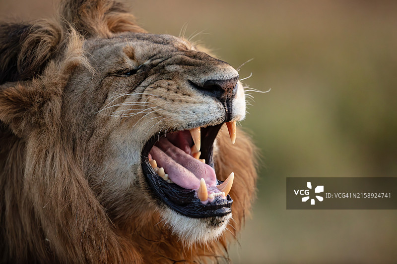 雄狮怒吼图片素材