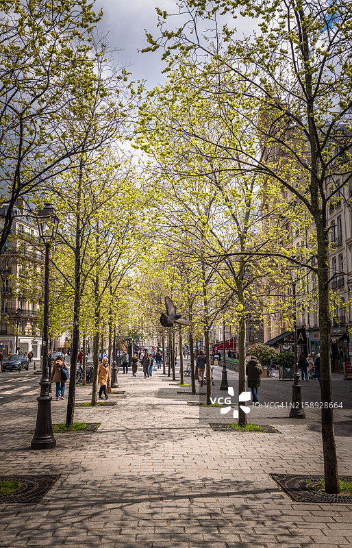 巴黎公园里的新鲜春叶图片素材