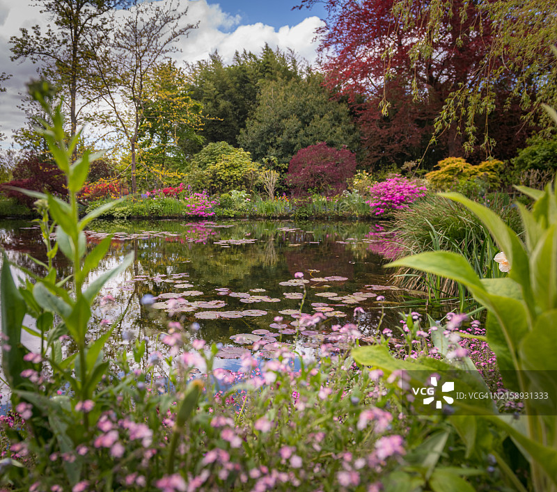 吉维尼莫奈花园：明媚春日下的桥梁和池塘图片素材