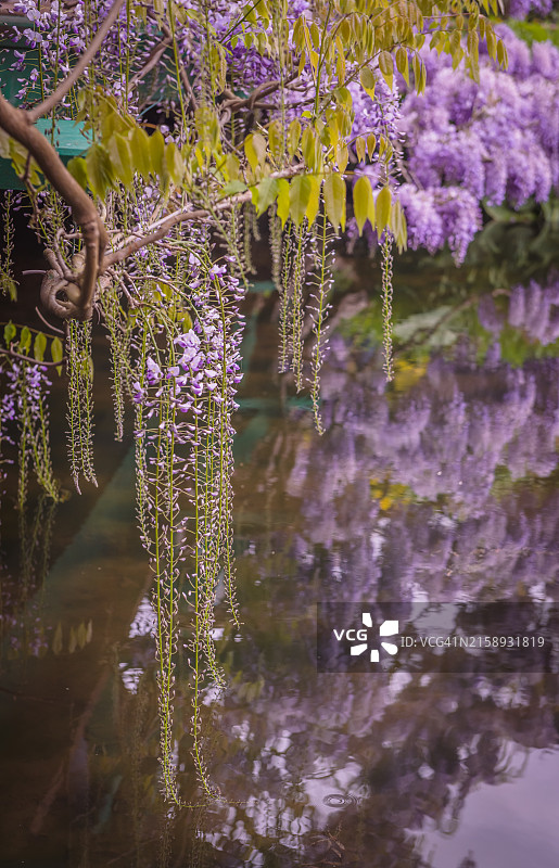 吉维尼莫奈花园池塘边的美丽紫藤图片素材