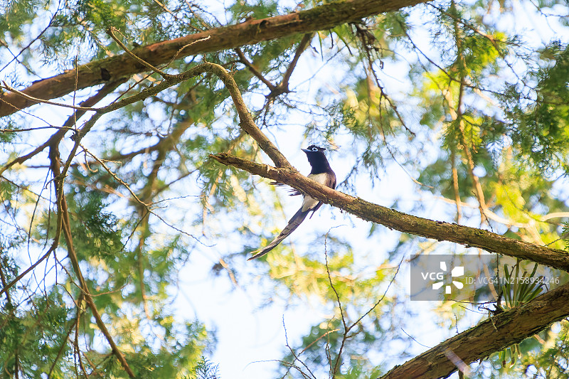在日本八王子市森林深处捕捉昆虫的长尾美丽紫寿带鸟图片素材