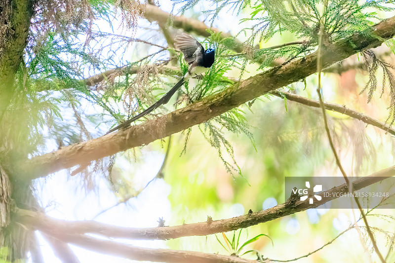 在日本八王子市森林深处捕捉昆虫的长尾美丽紫寿带鸟图片素材