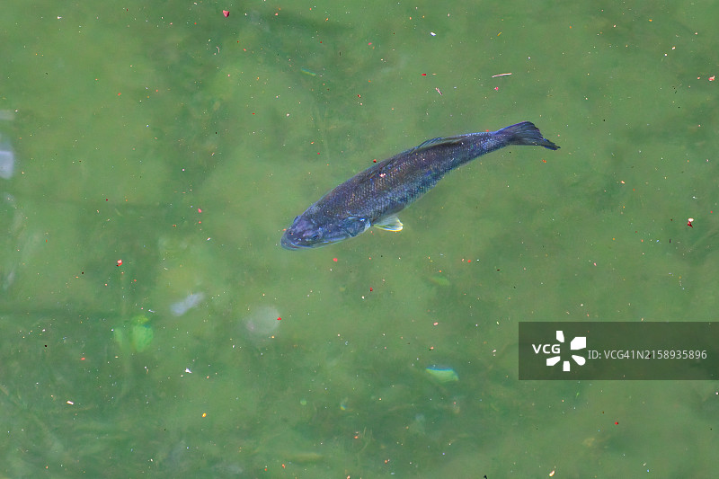 在水面游泳的黑鲈鱼（大口黑鲈：Micropterus salmoides）图片素材
