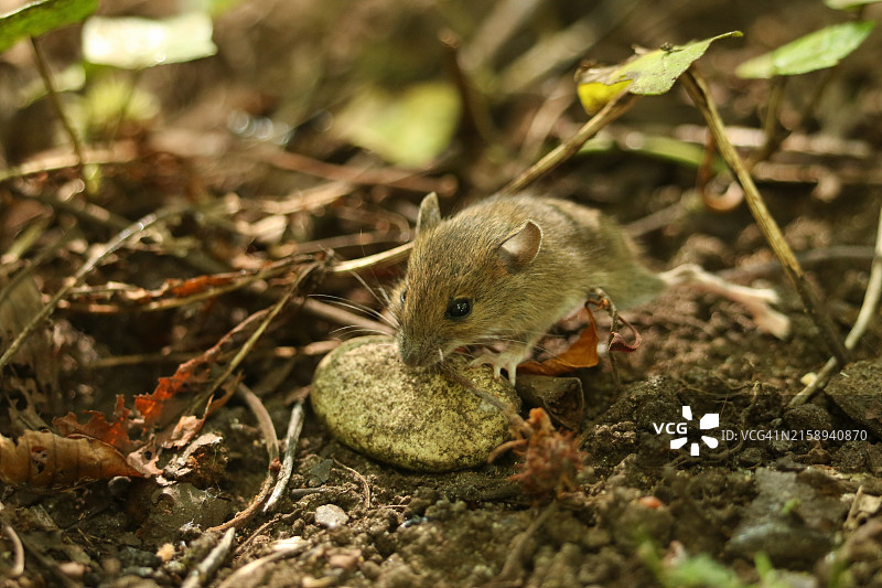 可爱林鼠幼崽林地觅食图片素材