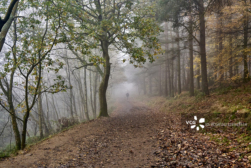 英国约克郡乡村的古老森林图片素材