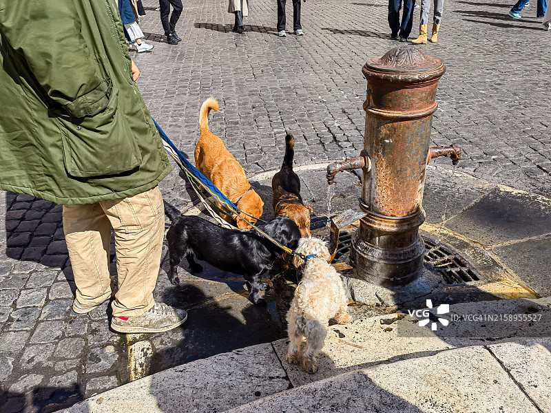 四只宠物狗喝水图片素材