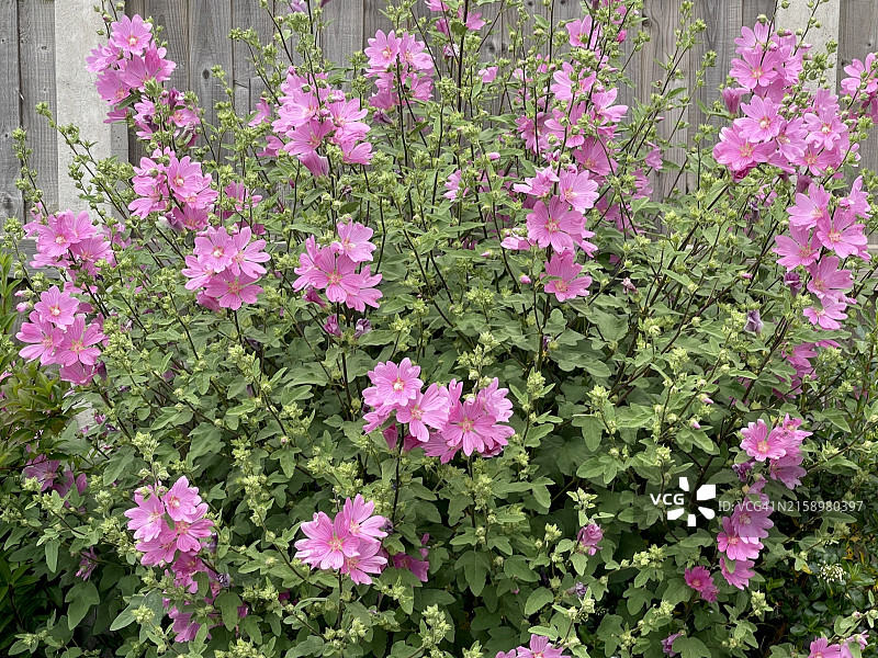 绿芙蓉灌木图片素材