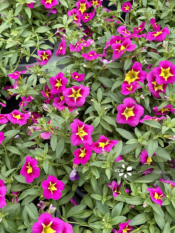 粉色垂吊矮牵牛图片素材