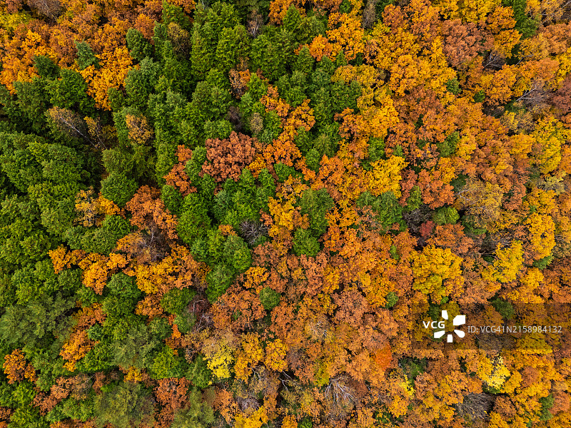日本长野县志贺高原的美丽秋景图片素材