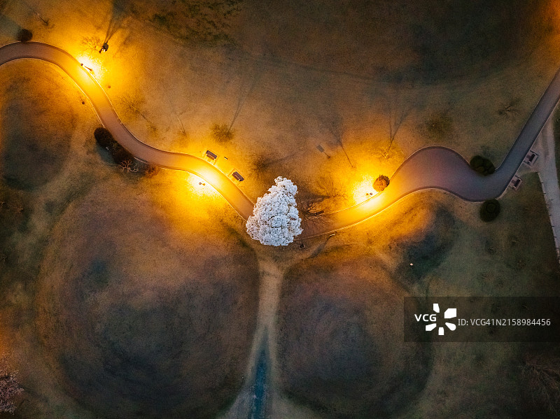 大陵苑古墓群夜景玉兰花图片素材