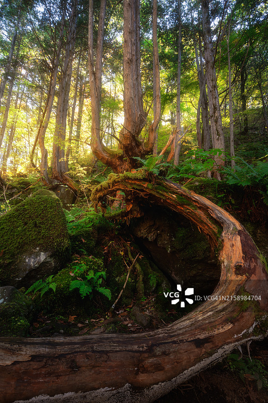 森林中具有弯曲树根的树木图片素材