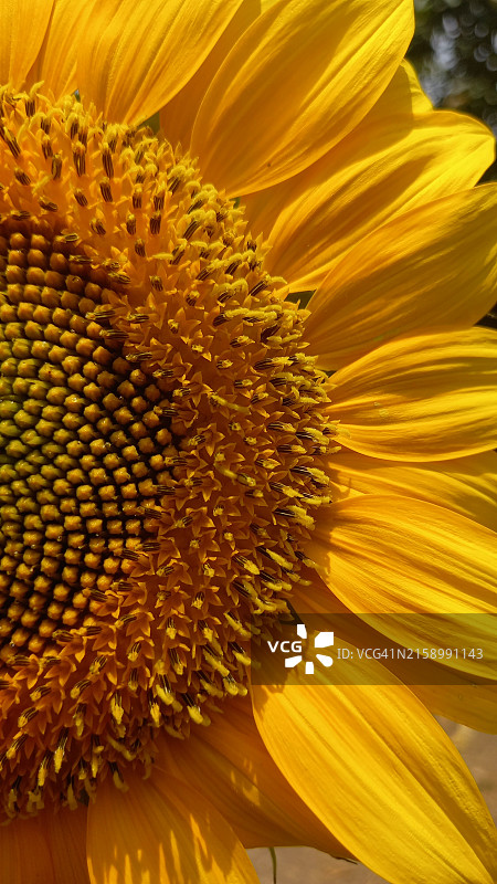 向日葵特写图片素材