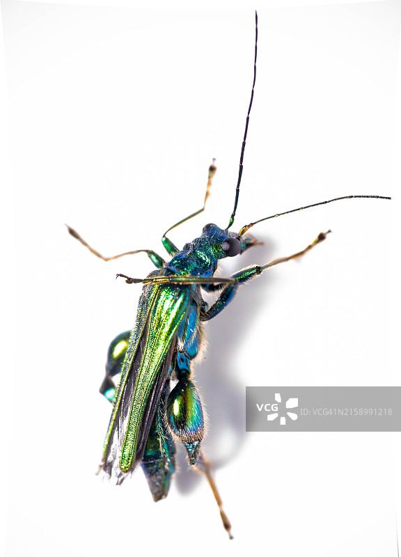 白色背景上的昆虫特写图片素材