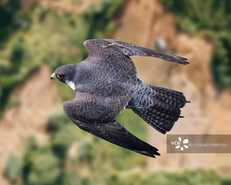 红色猛禽风筝飞行特写图片素材