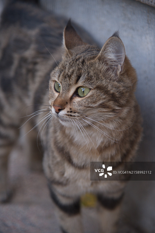 猫的特写肖像图片素材