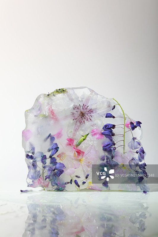 白色背景下的鲜花特写图片素材