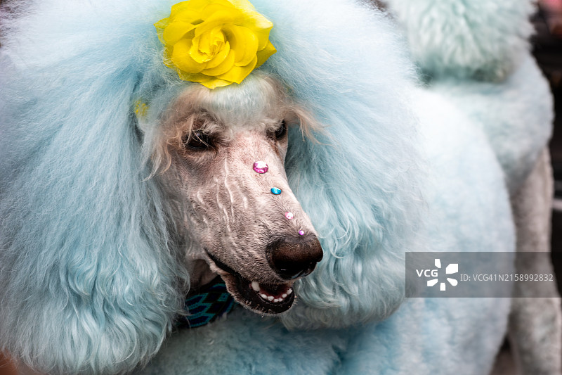 贵宾犬的特写肖像图片素材