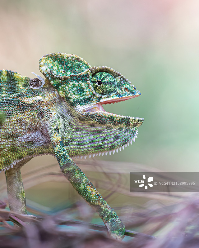 斯里兰卡变色龙特写图片素材