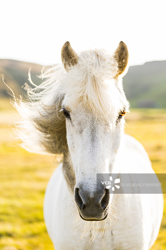 站在冰岛田野上的马图片素材