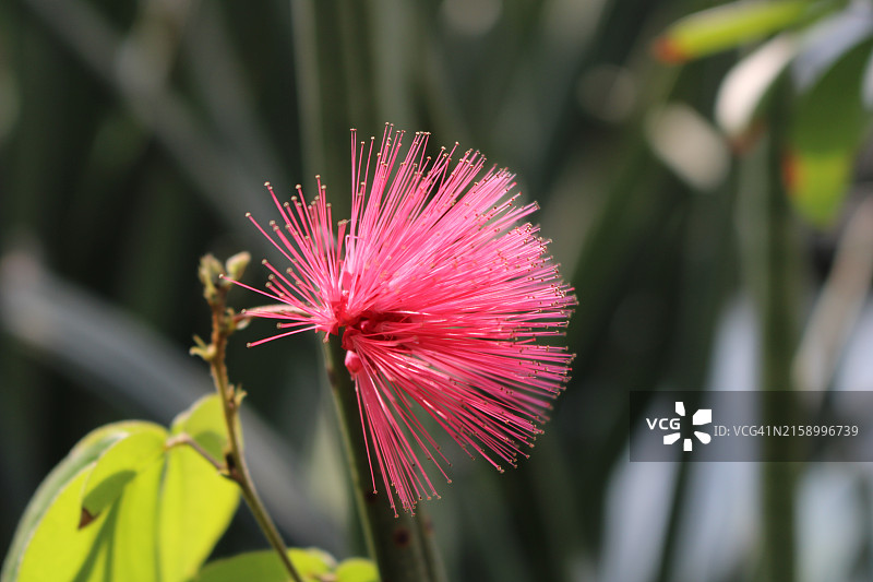 粉色花朵特写，加拿大图片素材