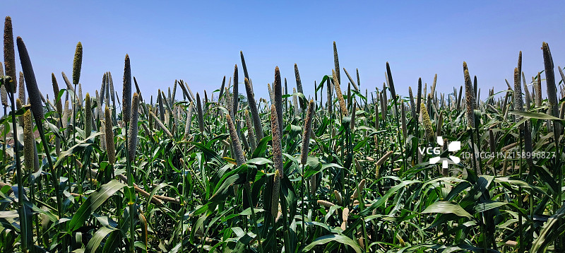 田野植物特写图片素材