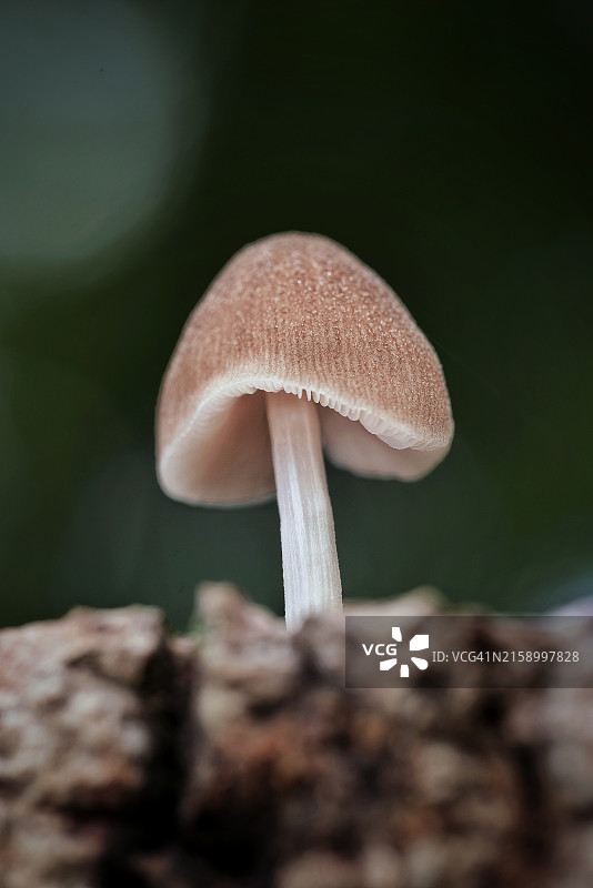蘑菇特写，埃文斯维尔，印第安纳州，美国图片素材