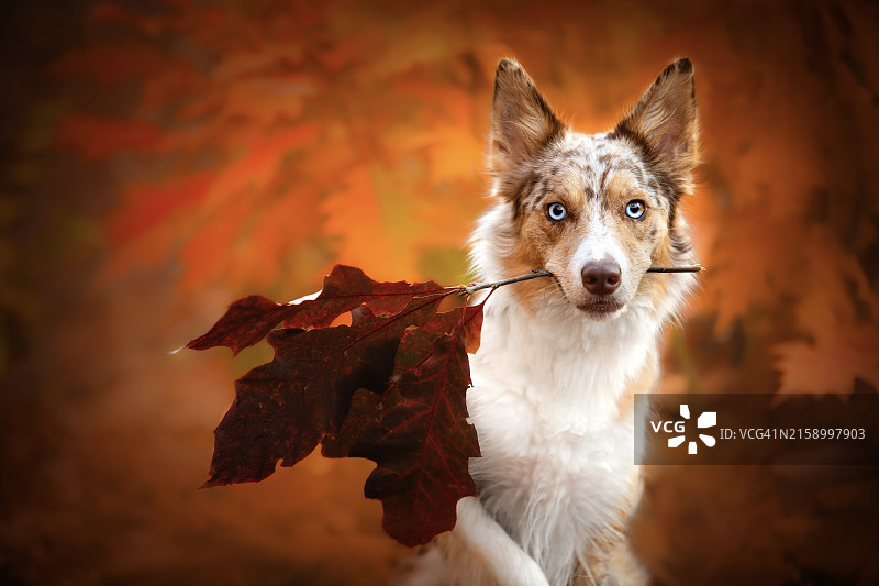 坐在秋叶上的澳大利亚牧羊犬肖像图片素材