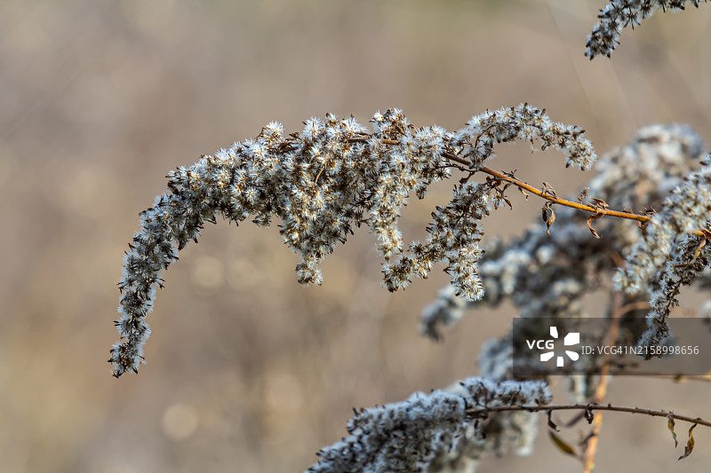 冰冻植物的特写图片素材