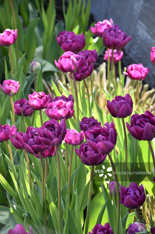 粉色郁金香的特写图片素材