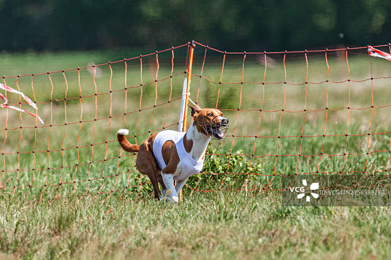 田野上奔跑的纯种犬特写图片素材