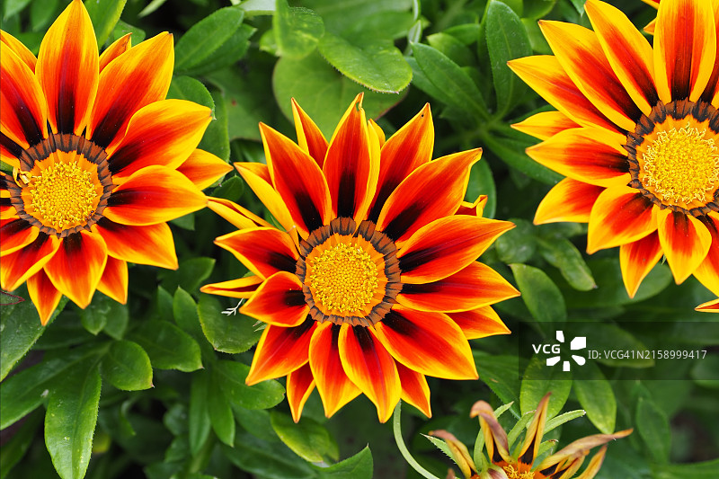 橙色花朵的特写图片素材