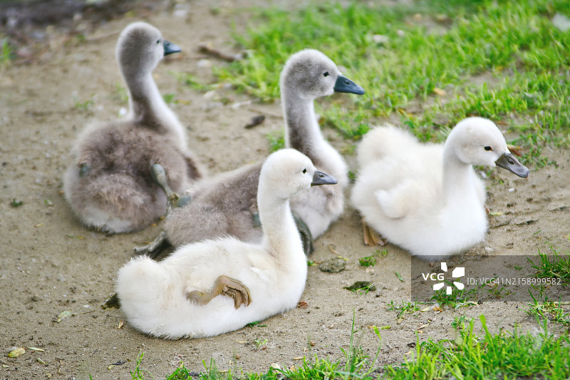 德国田野上的小鸭特写图片素材