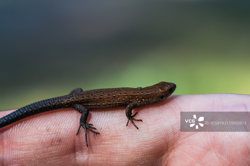 手持蜥蜴图片素材