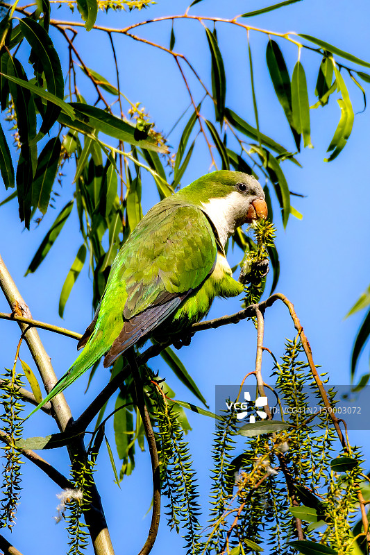 美国路易斯安那州新奥尔良，鹦鹉栖息在树上的仰视图图片素材