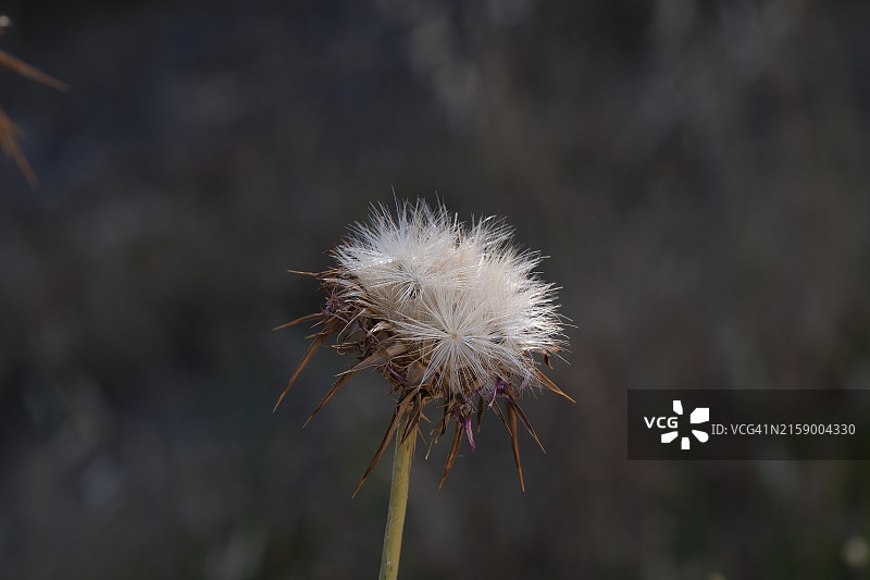 蒲公英花特写图片素材
